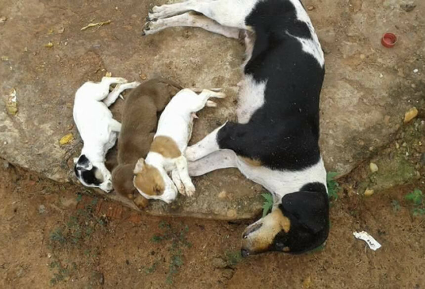 Foto registrada pela dona da cachorra com seus filhotes mortos