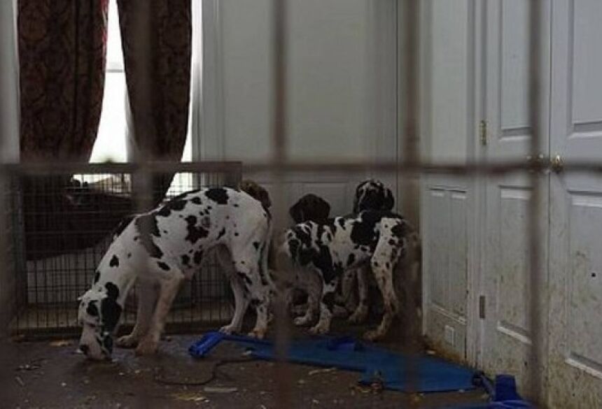 Más condições em que os cachorros estavam sendo mantidos Foto: Divulgação Humane Society of the United States