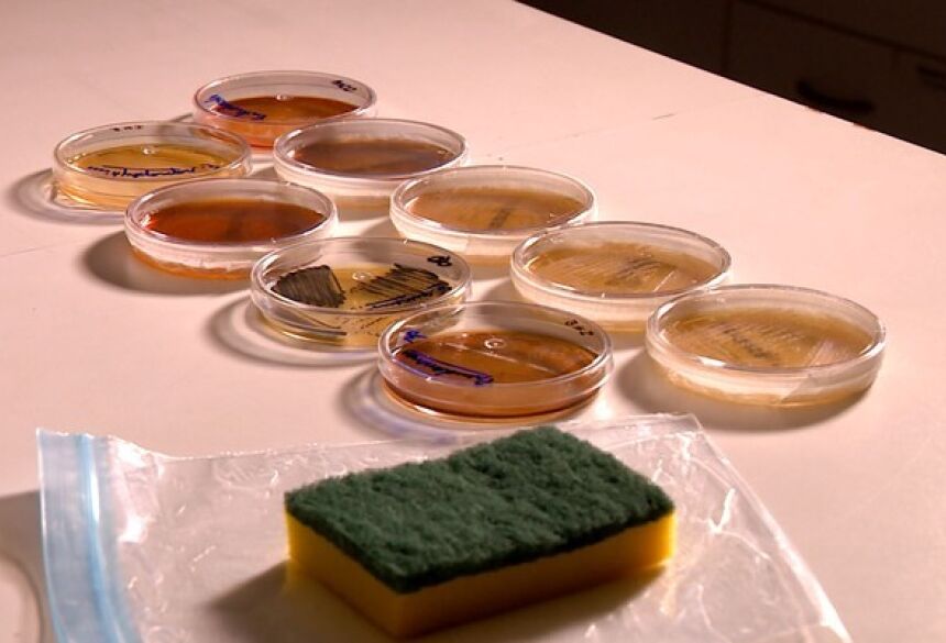 Esponja usada por 15 dias sem ser higienizada pode ter 680 milhões de fungos e bactérias (Foto: Reprodução / TV Globo)