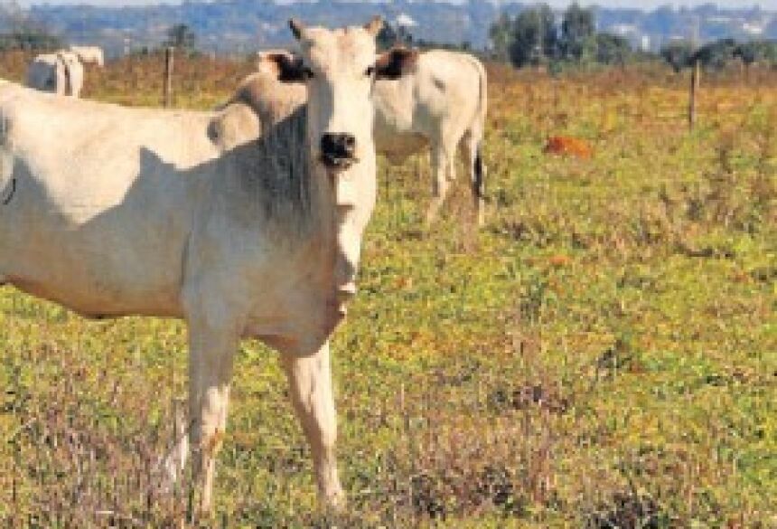 Responsável por 45% dos abates, crise da JBS fez com que gado permanecesse no pasto - Valdenir Rezende/Correio do Estado