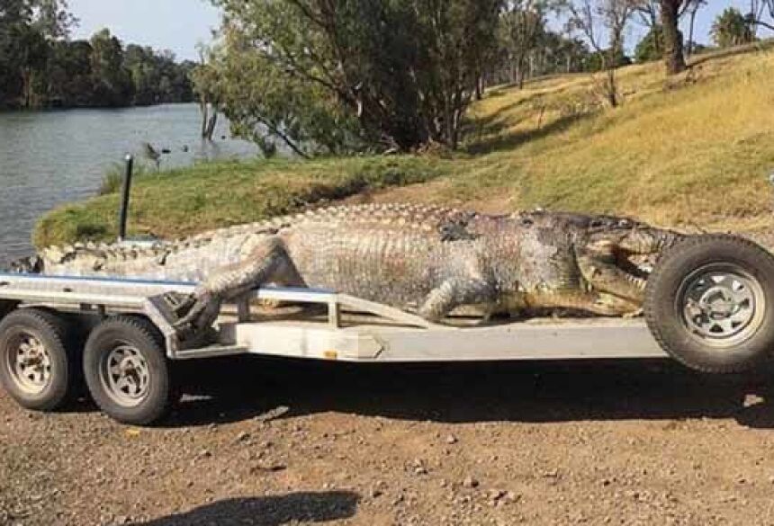 O crocodilo tinha 5,20 metros e era um dos maiores visto nos últimos 30 anos POLÍCIA DE QUEENSLAND