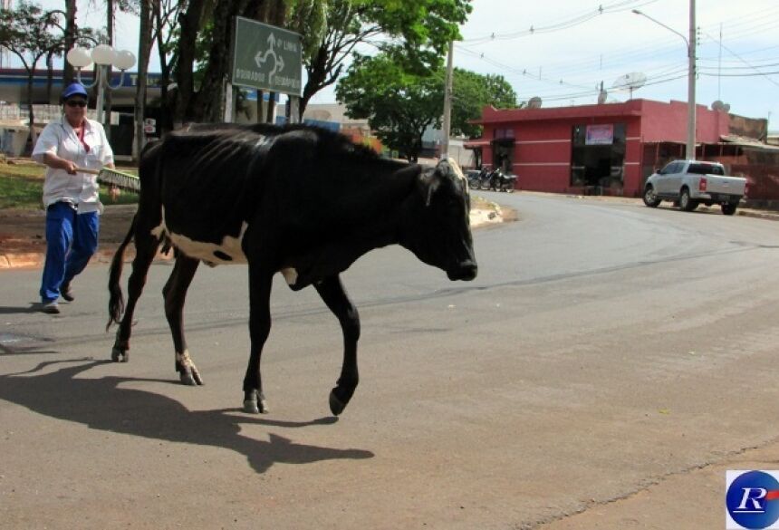 FOTO: REGIAONLINE - Vaca trafega em avenida central causando perigo mas vira atração em Glória de Dourados
