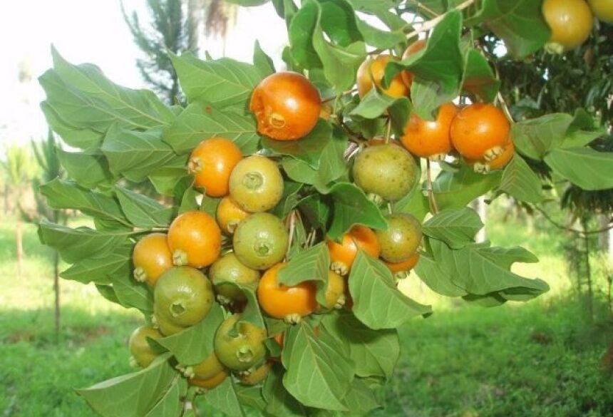 Fruta típica do Cerra, a guavira agora é símbolo de Mato Grosso do Sul (Foto: Arquivo)