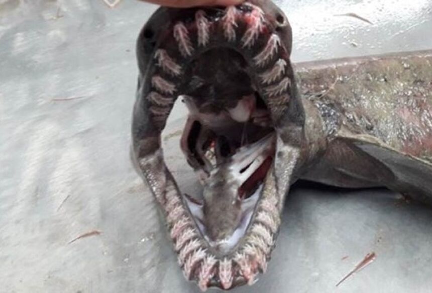 Dentes do tubarão-enguia chamam atenção (Foto: Marian Torres)