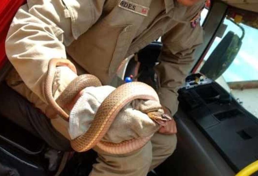 Cobra capturada é conhecida como capitão do campo do gênero jararaca - Foto: Divulgação/CB