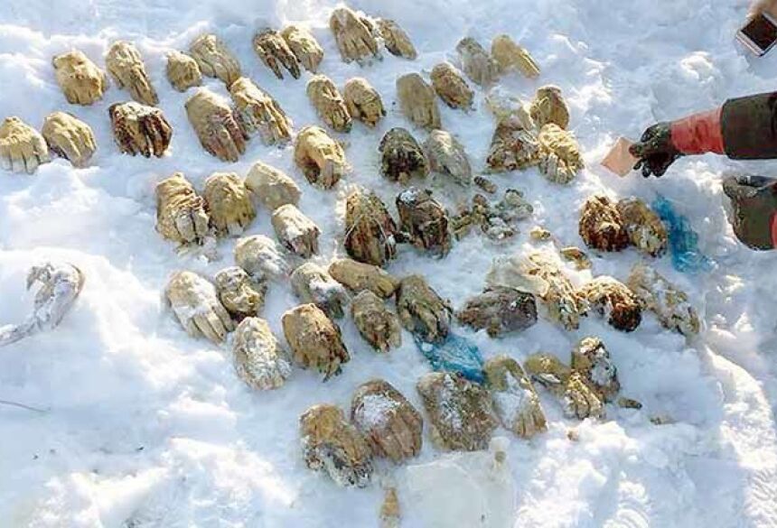 As 54 mãos achadas, na quinta-feira (8/3), no gelo da Sibéria (Rússia) são parte de um "arquivo de digitais", de acordo com policiais da região.