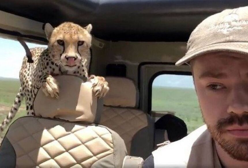 Turista fica imóvel com guepardo às suas costas Foto: Reprodução/Twitter