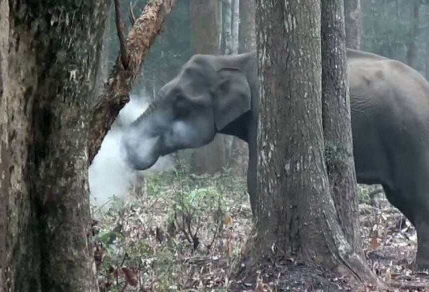 O elefante parece soprar as cinzas para ingerir apenas o carvão Foto: Vinay Kumar