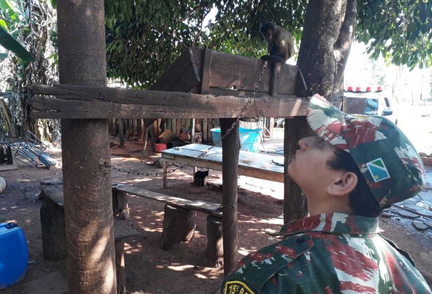 FOTO: PMA - Sitiante é multado por manter animal silvestre ilegalmente em cativeiro em Deodápolis