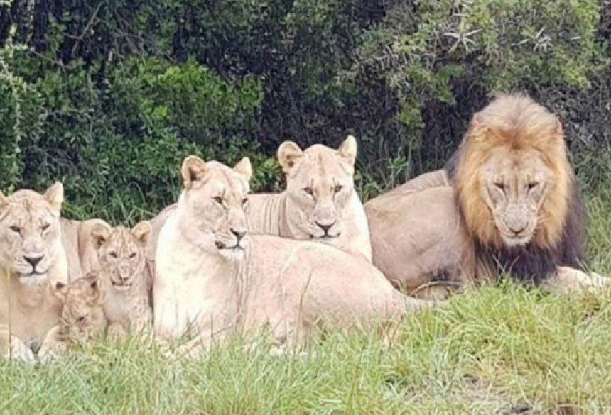 Grupo de leão, leoas e filhotes na reserva de Sibuya - imagem meramente ilustrativa Foto: Reprodução/Facebook(Sibuya Game Reserve)