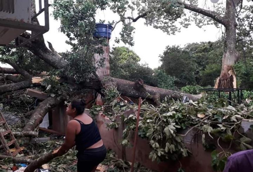 Árvore caída em Rio Brilhante após ventos fortes - Crédito: Rio Brilhante em Tempo Real