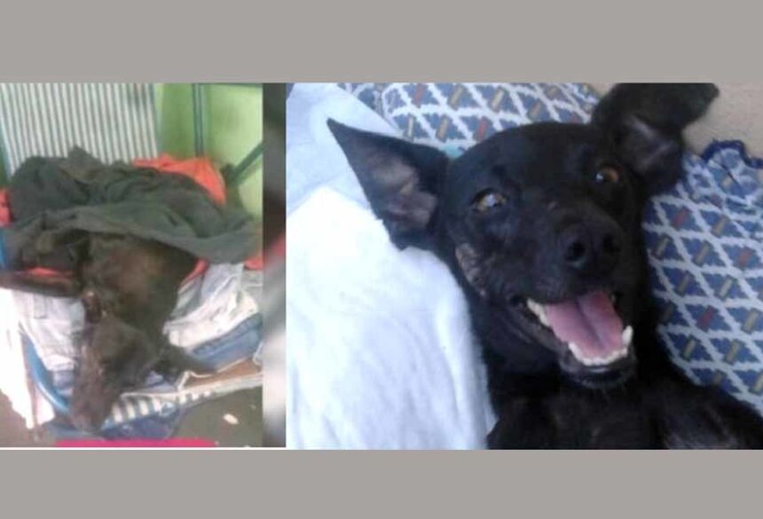 Antes e depois de animal resgatado - Foto: Arquivo pessoal