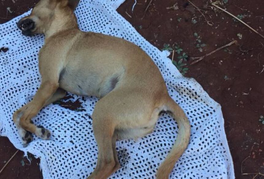 A cachorrinha Mila foi envenenada no bairro São Francisco em 2018.(Foto: Arquivo Pessoal)
