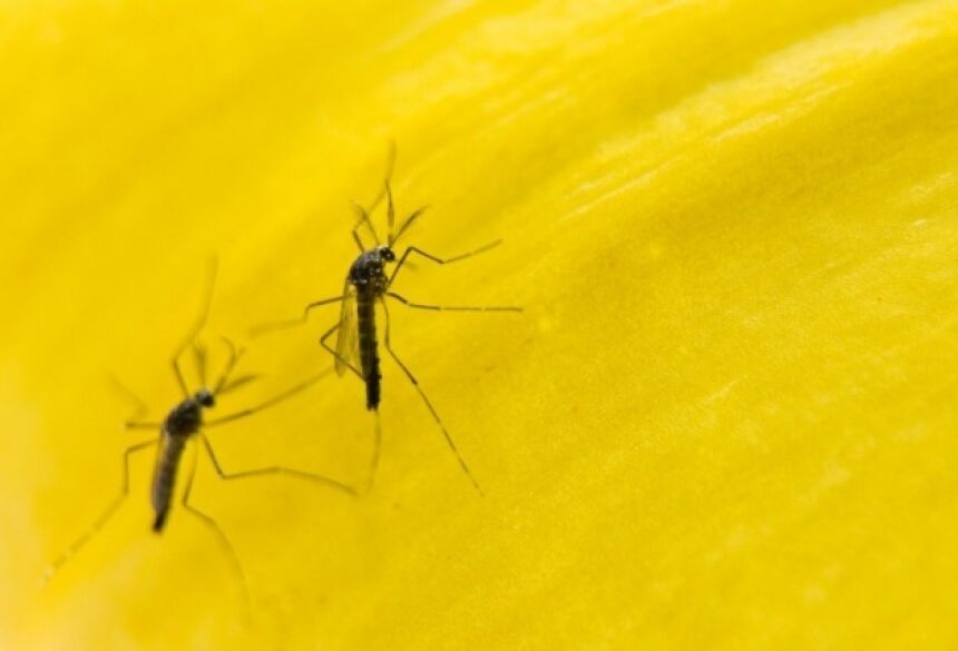 Aedes aegypti transmite quatro tipos de dengue, zika e febre chikungunya. (Foto: Oxitec)