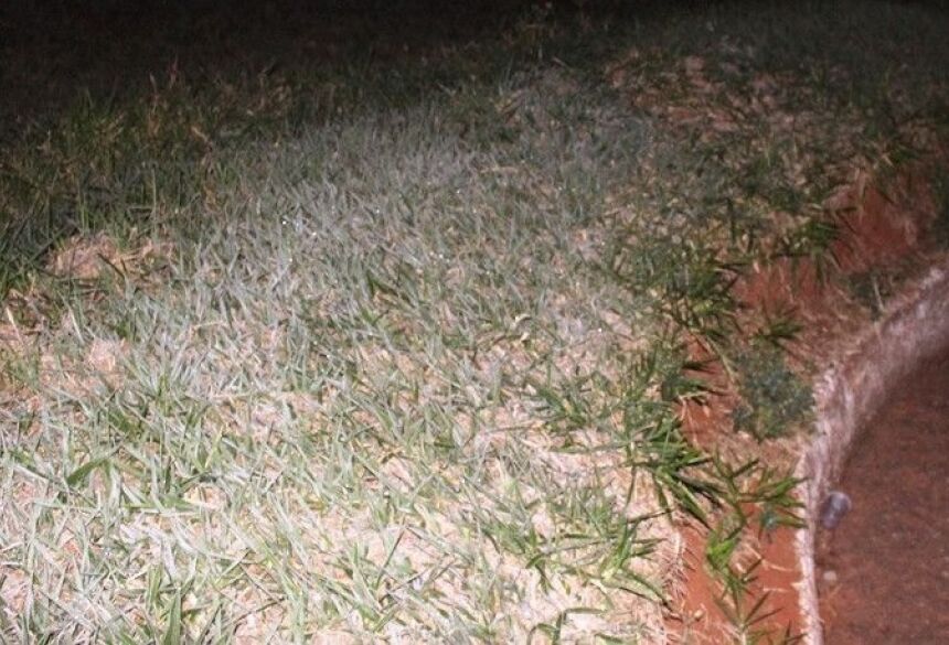 Em Amambaí vegetação ficou congelada durante a madrugada - Foto: Reprodução/A Gazeta News