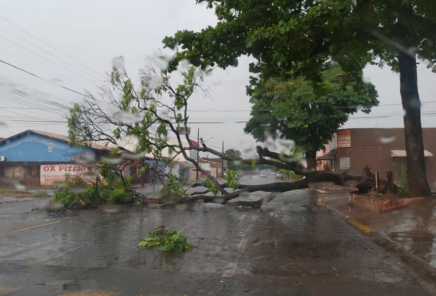 Rua do bairro Taveirópolis ficou fechada por conta de queda de árvore.  Foto: Leonardo Momm