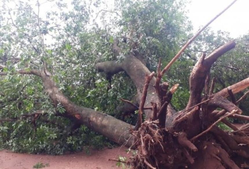 Árvores foram arrancadas pelo vento em vários bairros da cidade (Foto: Divulgação/Perfil News)