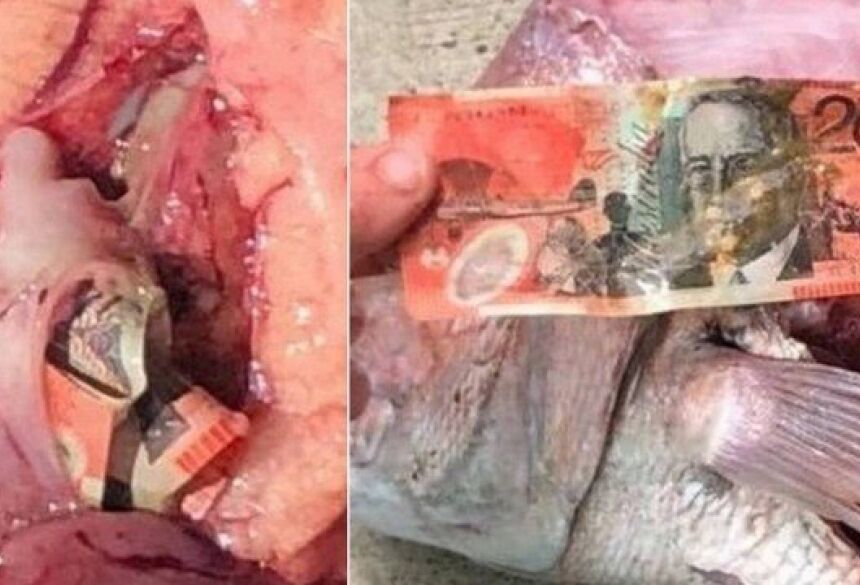 Pescador acha nota de 20 dólares australianos no estômago de pargo rosa Foto: Reprodução