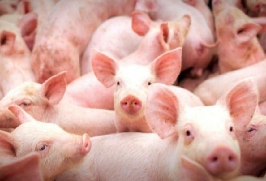 MS produziu 173,1 mil toneladas de carne suína no ano passado.