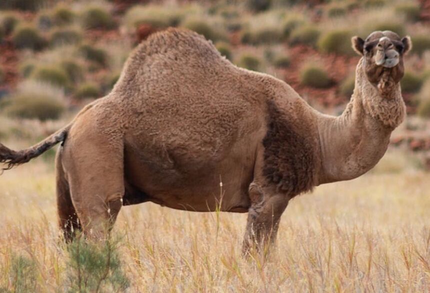De helicóptero, franco-atiradores vão matar 10 mil camelos na Austrália