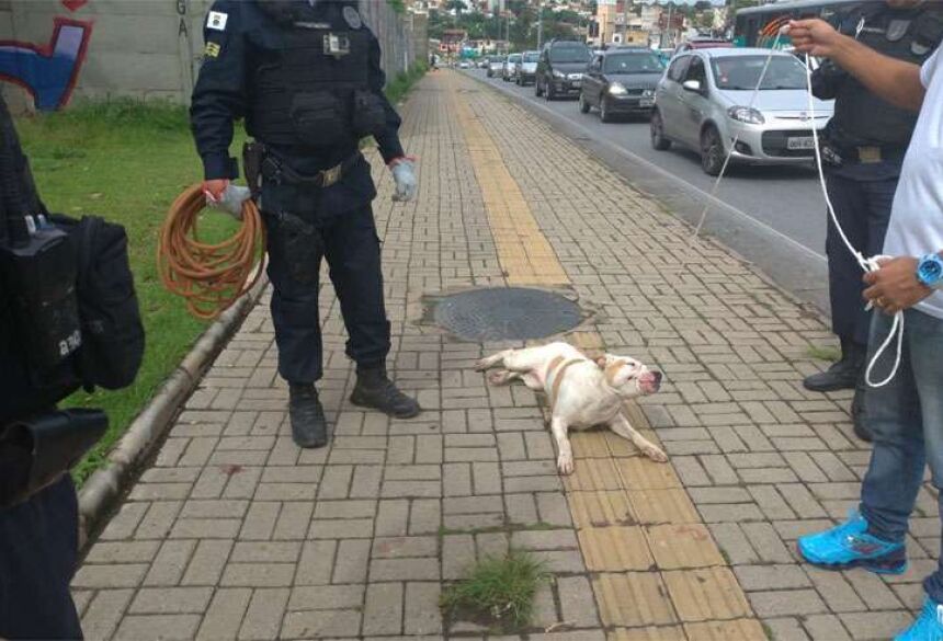 Uma equipe do Controle de Zoonoses da PBH foi acionada e encaminhou o cachorro baleado para um atendimento veterinário (foto: Guarda Municipal/Divulgação)