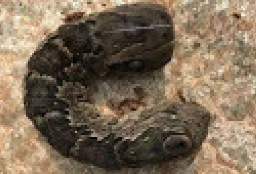 (foto: O animal possui duas cabeças parecidas ao de uma cobra)