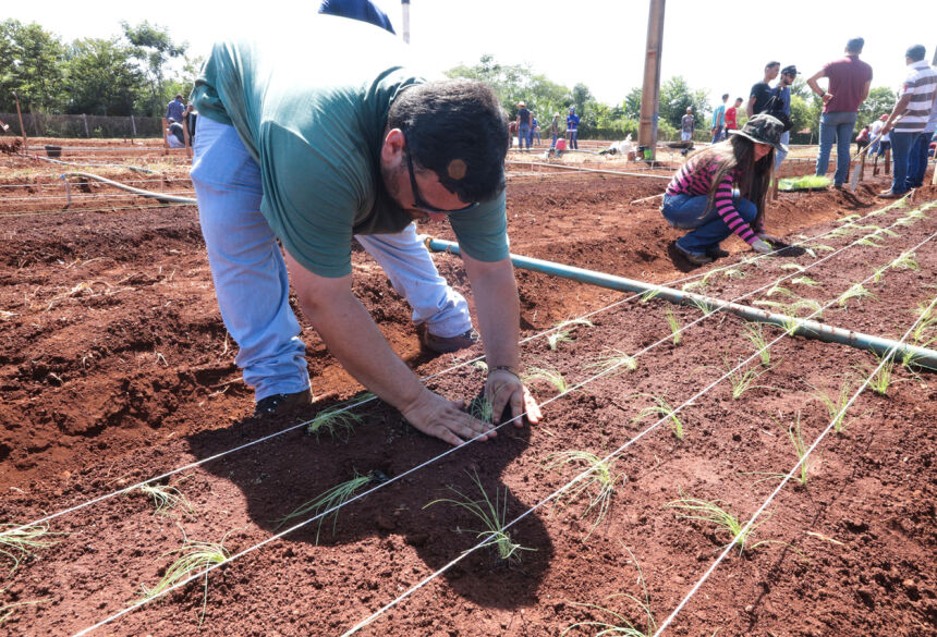 Curso de Agronomia da UNIGRAN adota sistema de rodízio de acadêmicos para cuidar dos cultivos
