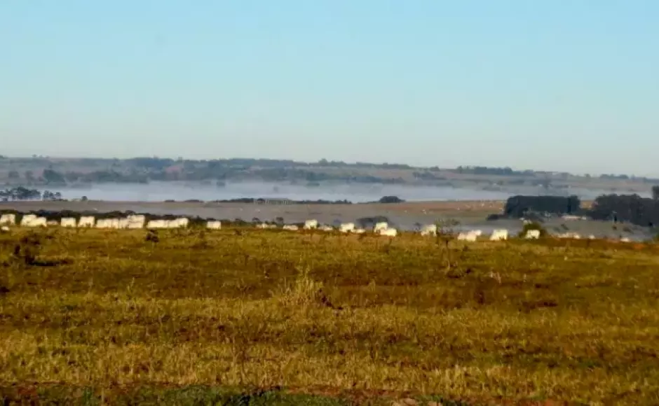 Geada atinge 12 municípios de MS após madrugada com mínima de 1°C