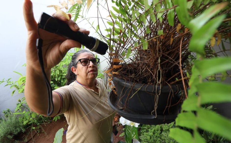 Prevenção mora em casa: eliminar criadouros é a medida mais eficaz contra o Aedes aegypti