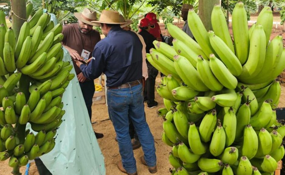 Tecnofam: o professor que plantou banana para dar errado e virou vitrine da agricultura familiar