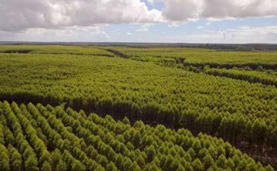 MS prorroga em três meses prazo para cadastro de florestas plantadas