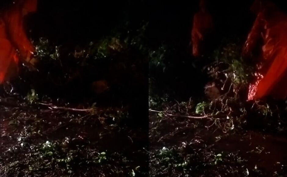Chuvas fortes provocam quedas de árvores na MS-141 (vídeo)