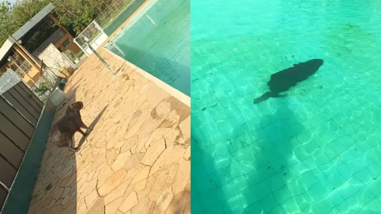 Flagrante inusitado: Capivara resolve tomar banho em piscina em cidade de  MS - Fátima News