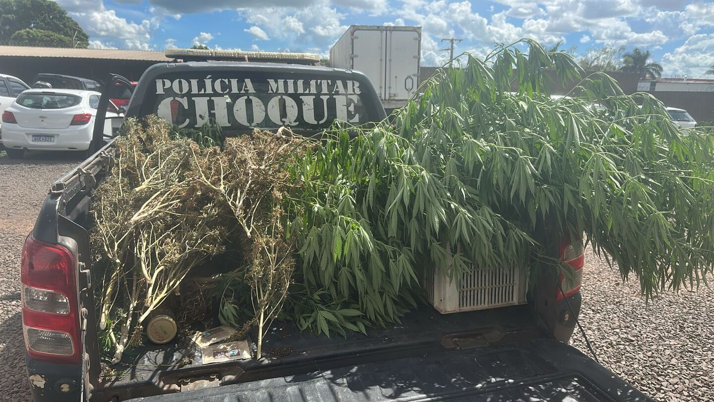 Divulgação