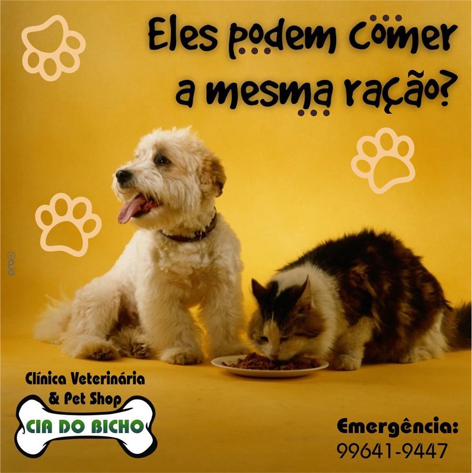 Cachorros e Gatos podem comer da mesma ração?, Cia do Bicho de Fátima do  Sul te explica tudo - Fátima News